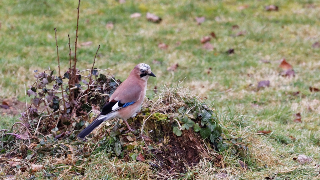 110 - Oiseaux (1).jpg